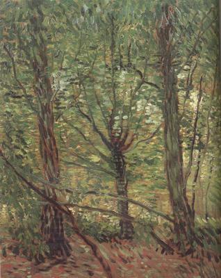 Vincent Van Gogh Trees adn Undergrowth (nn04) China oil painting art